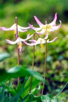 Erythronium 'Rosalind' - Trout Lily