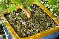 Slate chippings as mulching in container   