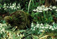 Old stone ornament in woodland with clumps of Galanthus - Snowdrops