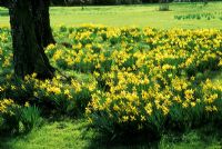 Narcissus 'February Gold' AGM - Daffodils under trees at Writtle College in Essex