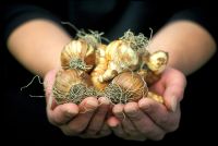Hands holding daffodil bulbs - Narcissus 'Dutch Master'