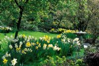 Spring garden with Narcissus in edge on lawn