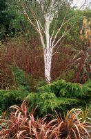 Betula utilis var jacquemontii with white bark 