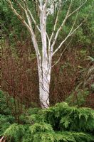 Betula utilis var jacquemontii with white bark 