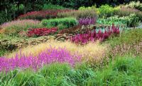 Astilbe, Salvia, Echinacea and ornamental grasses - Pensthorpe Millennium Garden