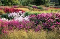 Phlox and Deschampsia - Pensthorpe Millennium Garden