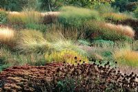 Ornamental grasses and Echinacea seedheads - Pensthorpe Millennium Garden