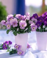 Floral arrangements with Viola in vases