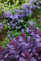 Clematis 'Perle DAzur' with Cotinus - Smoke Bush at Hadspen Garden in Somerset