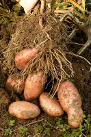 Newly dug potatoes - Solanum Sarpo Mira 