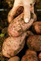 Newly dug potatoes - Solanum Sarpo Mira