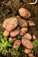 Newly dug potatoes - Solanum Sarpo Mira