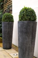 Tall large grey containers with box topiary balls