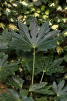 Fatsia japonica backed by variegated ivy