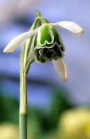 Galanthus 'Cordelia' - Snowdrops