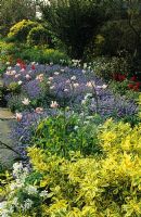 Spring border with Tulipa 'Marilyn', 'White Triumphator' and Myosotis at Great Dixter in Sussex