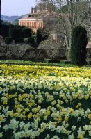 Narcissus - Daffodil meadow in spring with view to main house, Filoli, California, USA