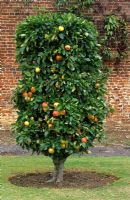 Vase trained and pruned Malus 'James Grieve' at Hatton Fruit Garden in Kent