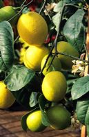 Citrus x meyeri 'Meyer' - Lemons on tree