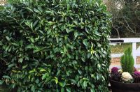 Prunus laurocerasus - Laurel hedge 