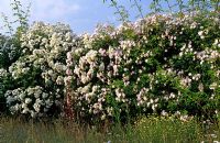 Rosa - Rose hedge