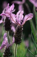 Lavandula stoechas 'Marshwood' - Lavender