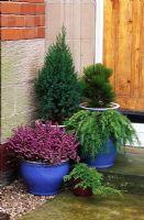 Containers with Heathers and conifers by front door