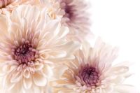 Chrysanthemums - Closeup of pink chrysanths