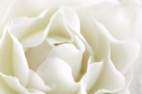 Rosa - Extreme closeup of white rose petals 