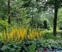 Ligularia przewalskii in woodland garden at Savill Gardens in Windsor