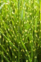 Miscanthus sinensis 'Strictus' - Porcupine grass
