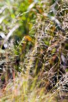 Eragrostis curvula 'Totnes Burgundy' - Love Grass
