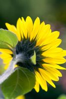 Helianthus annuus 'Bicentenary' - Sunflower 