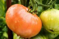 Lycopersicon esculentum - Tomato 'Mortgage Lifter'