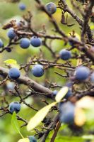Prunus spinosus - Sloe berries in autumn 