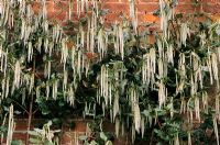 Garrya elliptica - Silk Tassel Bush growing against wall