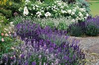 Mixed Lavandula - Lavender border at Kettle Hill