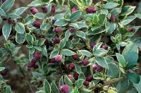 Myrtus communis 'Variegata' - Myrtle with berries in October