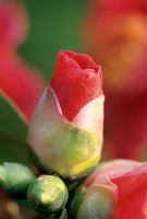 Camellia japonica 'Silvia'