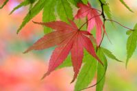 Acer palmatum - Japanese Maple foliage in October