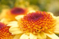 Chrysanthemum - closeup of golden Chrysanths