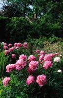 Paeonia 'Sarah Bernhardt' - Pink Peonies in Munstead Wood in Surrey