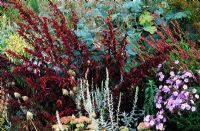 Autumnal border with Atriplex hortensis - Red Orache, Phlox paniculata 'Skylight' and Artemisia 'Valerie Finnis'