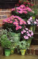 Autumn containers with Chrysanthemums, Impatiens and Herbs on steps at Fairfield in Surrey