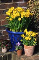 Spring containers with Narcissus 'Tete a Tete' on stairs in Fairfield in Surrey
