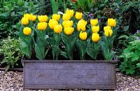 Metal container with Tulipa 'Marechal Niel' - Tulips 