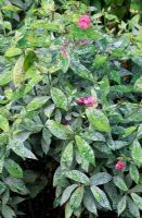 Powdery mildew on Phlox paniculata 'Prince of Orange'