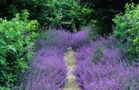 Gravel path with catmint borders at Hadspen House in Somerset