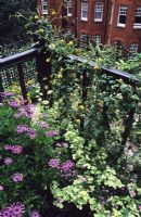 Balcony garden with Osteospermum, Helichrysum 'Limelight' and Clematis tangutica