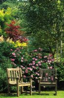 Two wooden chairs backed Rosa gallica 'Versicolor' at Alan Titchmarsh garden in Hampshire